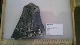 Actinolite