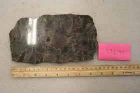 Madrepore limestone