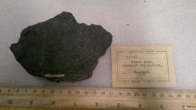 black coal