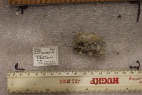 Gold with Wolframite