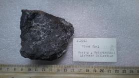 black coal