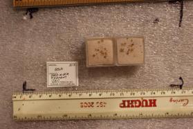 Gold (2 perky boxes)