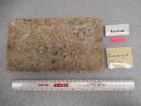 fossiliferous sandstone escargot plate