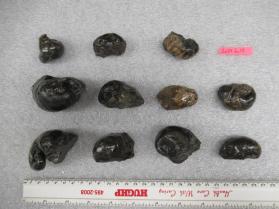 snail fossils