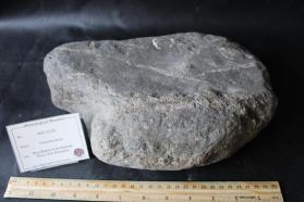 Littleton formation Schist