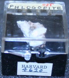 Phlogopite
