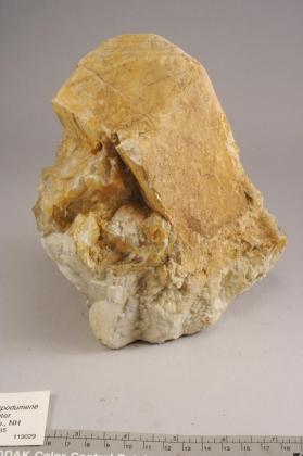 Muscovite