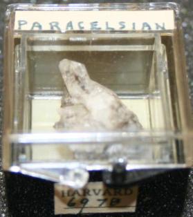 Paracelsian