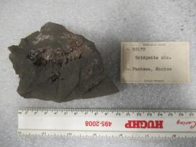 Tridymite