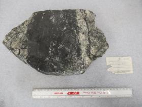 Chalcocite