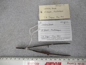 Metal Locking Forceps