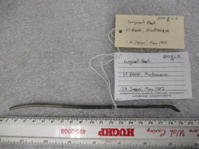 Metal Surgical Tool