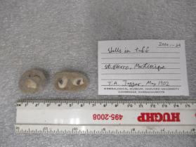 Shells in Tuff