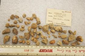 Scheelite pebbles from sluice boxes