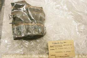 Riebeckite var. Crocidolite