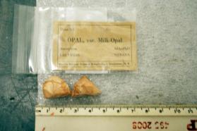 Opal var. Milk Opal