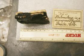 Psilomelane on decomposed Rhyolite