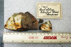 Opal var. Silcified Wood