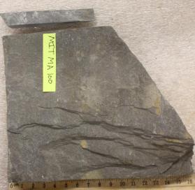 Cambridge Argillite