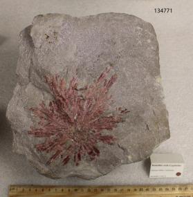 Elbaite (var. rubellite) with Lepidolite